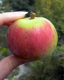 photo of a small, red and green apple