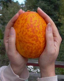 mysterious orange dappled sour melon