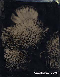 tintype (ferrotype) of pincushion protea by A.E. Graves