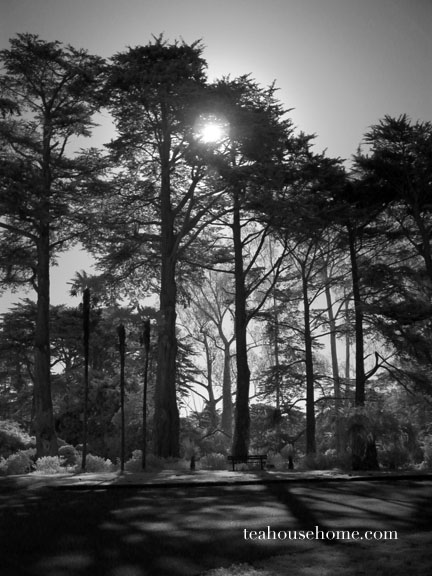 Trees at Stow Lake, San Francisco, California by A.E. Graves