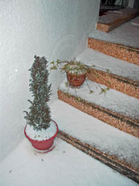 white hail piles up in San Francisco on my street, March 10, 2006