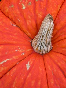 close up of the cut stem of a bright orange pumpkin