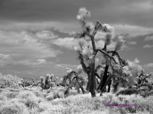 infrared photograph of Joshua Tree at Ripley Desert Woodlands State Park