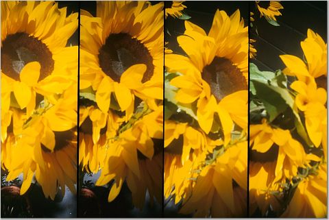 four images of yellow sunflowers