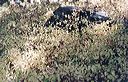 280505530203_0_alb
