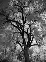l1020005bw