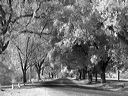l1020019bw
