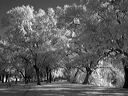 l1020031bw