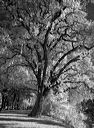 l1020036bw