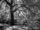 l1020040bw
