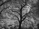 l1020060bw