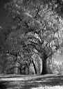 l1020070bw