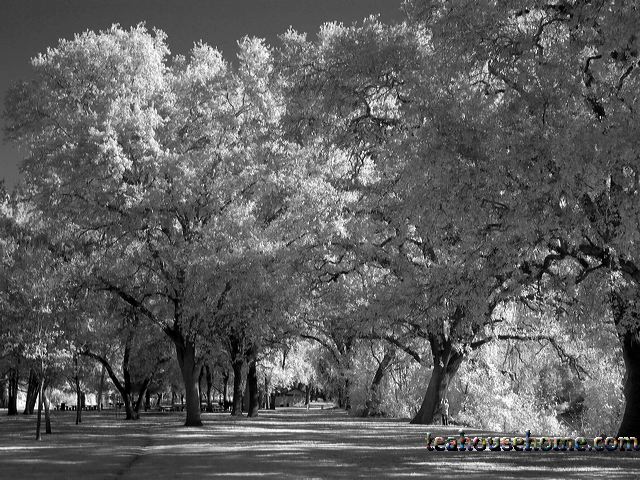 l1020031bw.jpg