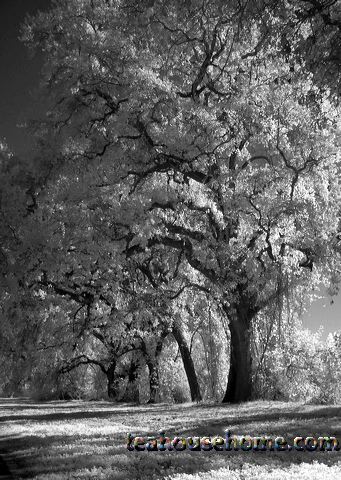 l1020070bw.jpg