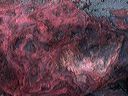 l1160667