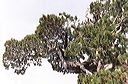 933730830203_0_alb-1
