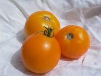 round, yellow-orange tomatoes